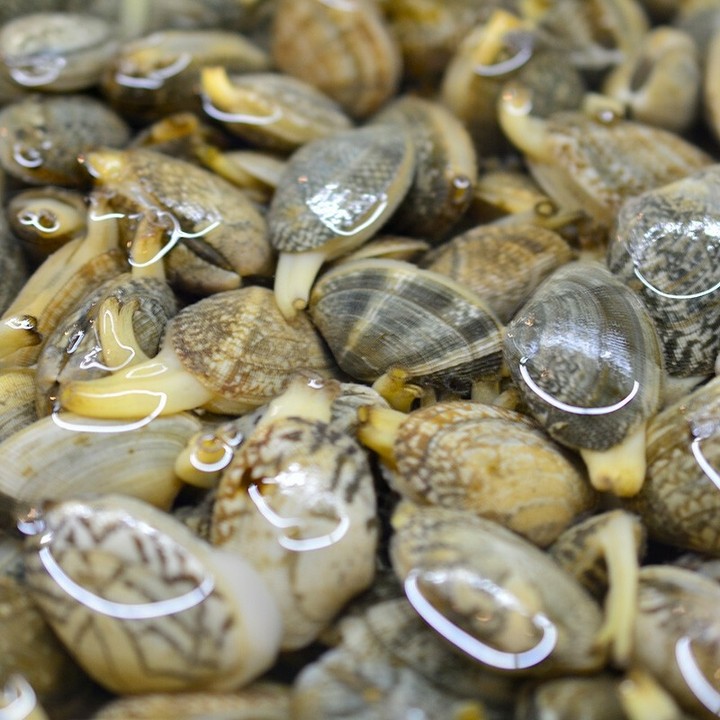 鲜活花甲 2斤  新鲜水产