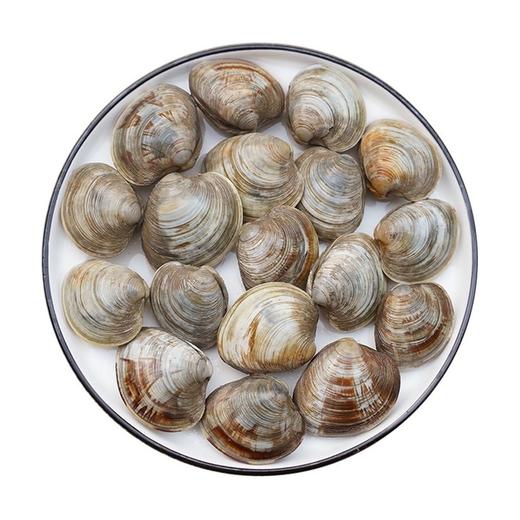 鲜活花甲 2斤  新鲜水产 商品图2