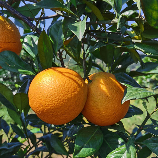 赣南脐橙 商品图2