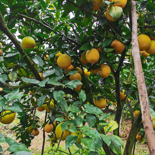 赣南脐橙 商品图3