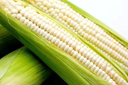 农科院粮食所基地明玉1203糯玉米 商品图2