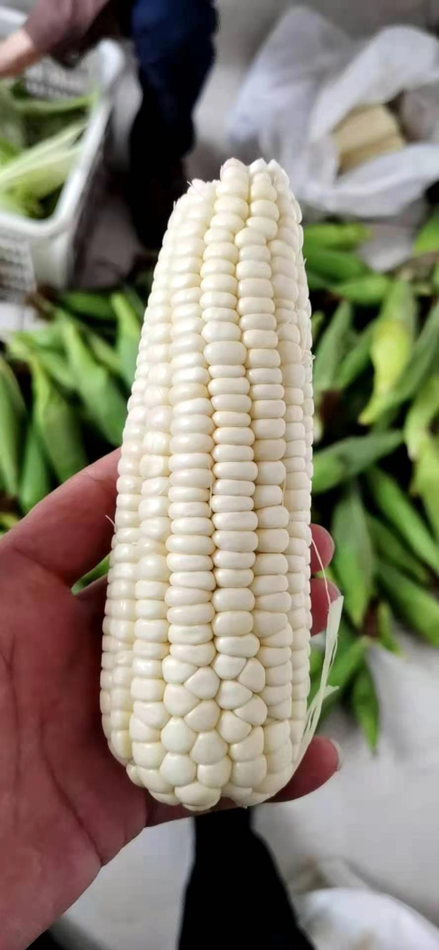 农科院粮食所基地明玉1203糯玉米