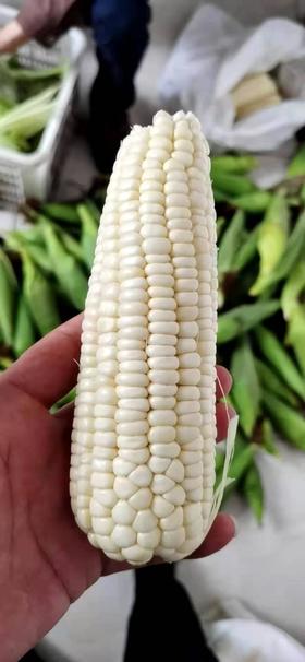 农科院粮食所基地明玉1203糯玉米