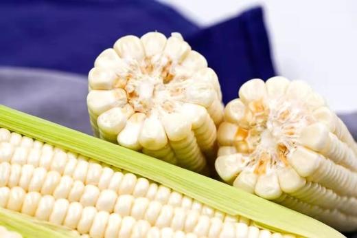 农科院粮食所基地明玉1203糯玉米 商品图3
