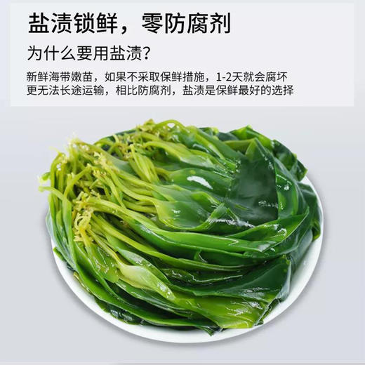 霞浦海带嫩苗5斤装 商品图4