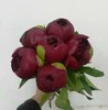 11月26日红色芍药red charm-1支 商品缩略图0