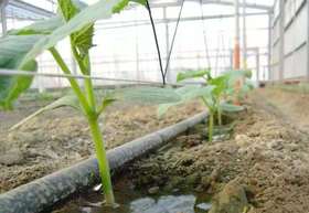 细菌病害的发生与防治