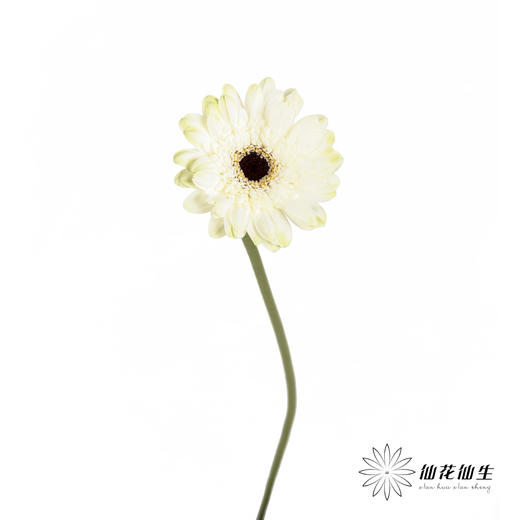 非洲菊 | 伊犁 商品图7