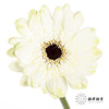 非洲菊 | 伊犁 商品缩略图0