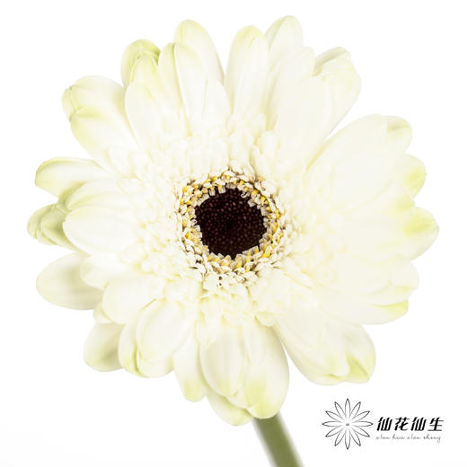 非洲菊 | 伊犁 商品图0