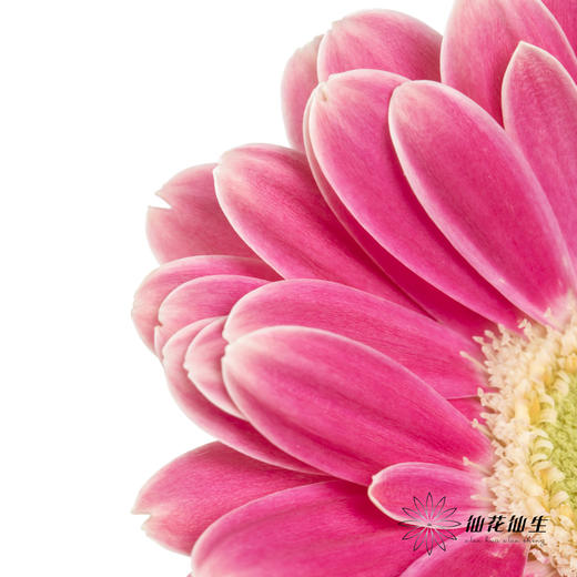 非洲菊 | 樱桃小丸子 商品图4