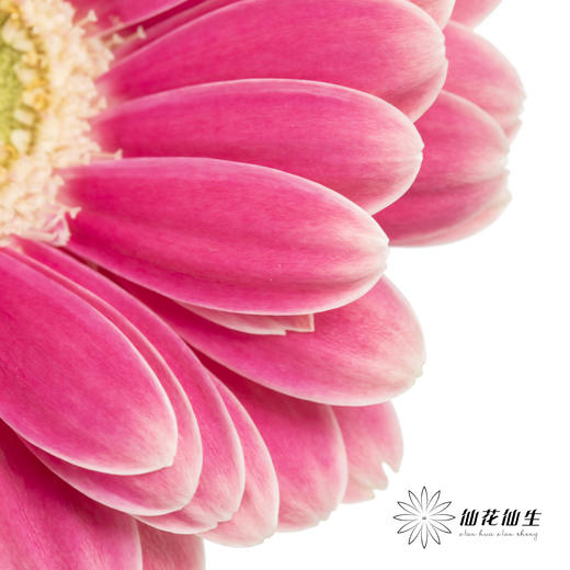 非洲菊 | 樱桃小丸子 商品图3