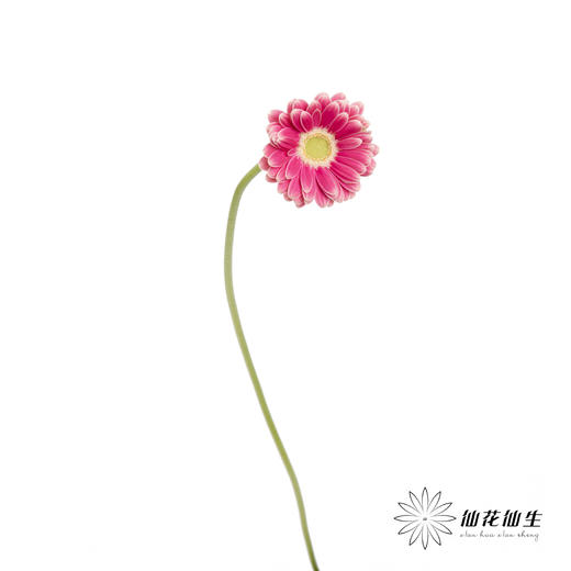 非洲菊 | 樱桃小丸子 商品图7