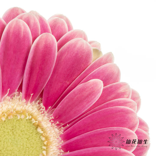 非洲菊 | 樱桃小丸子 商品图5