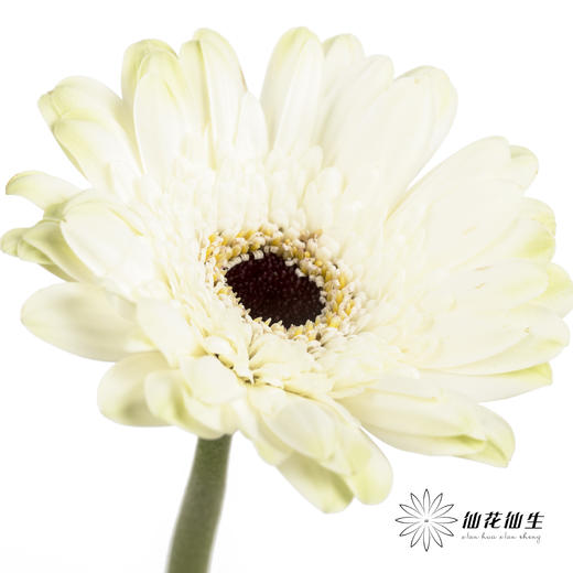 非洲菊 | 伊犁 商品图1