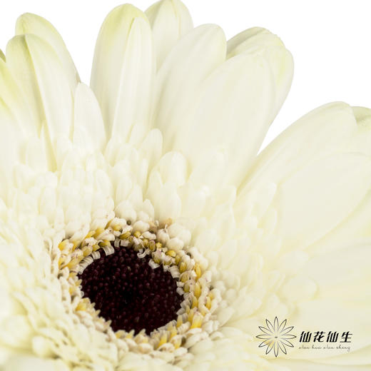 非洲菊 | 伊犁 商品图5