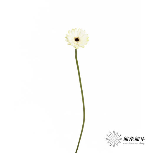 非洲菊 | 伊犁 商品图8