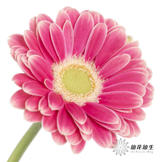 非洲菊 | 樱桃小丸子 商品图1