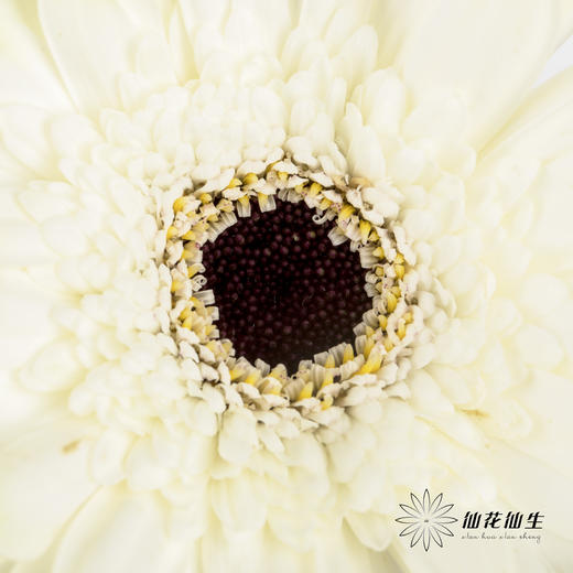 非洲菊 | 伊犁 商品图2