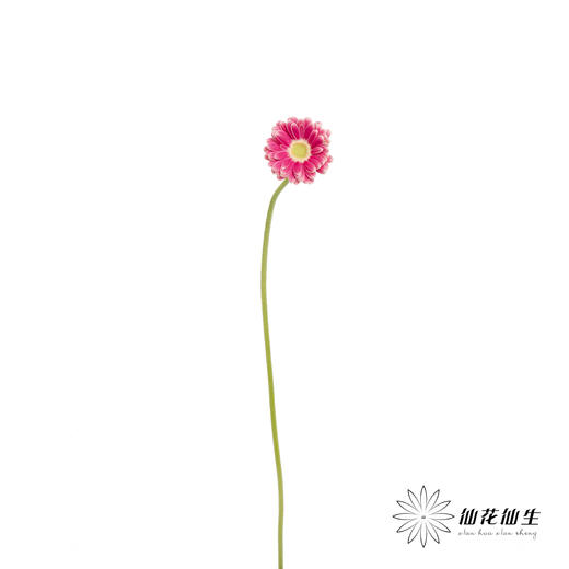 非洲菊 | 樱桃小丸子 商品图8