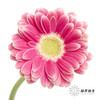 非洲菊 | 樱桃小丸子 商品缩略图0