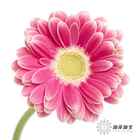 非洲菊 | 樱桃小丸子