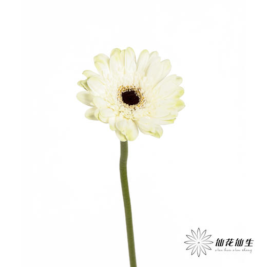 非洲菊 | 伊犁 商品图6