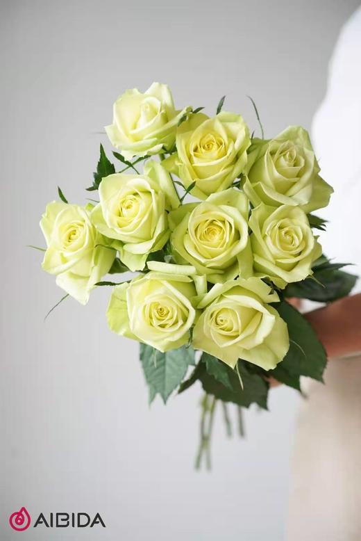 爱必达 玫瑰 双子座 10支