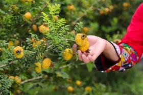 贵州刺梨特惠活动