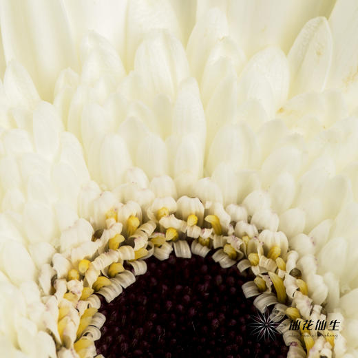 非洲菊 | 伊犁 商品图3