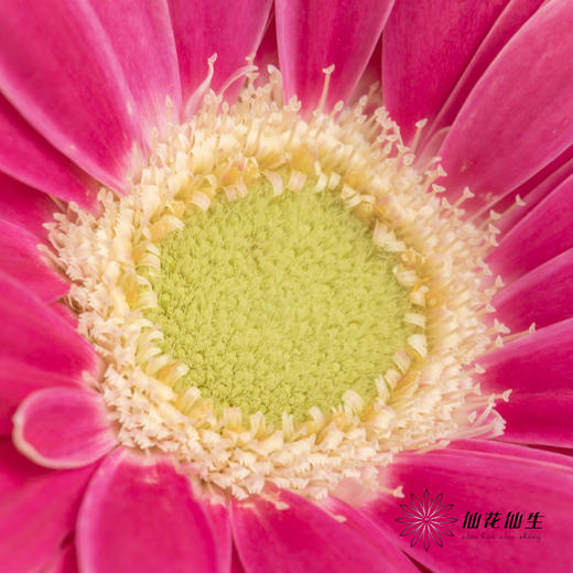 非洲菊 | 樱桃小丸子 商品图2