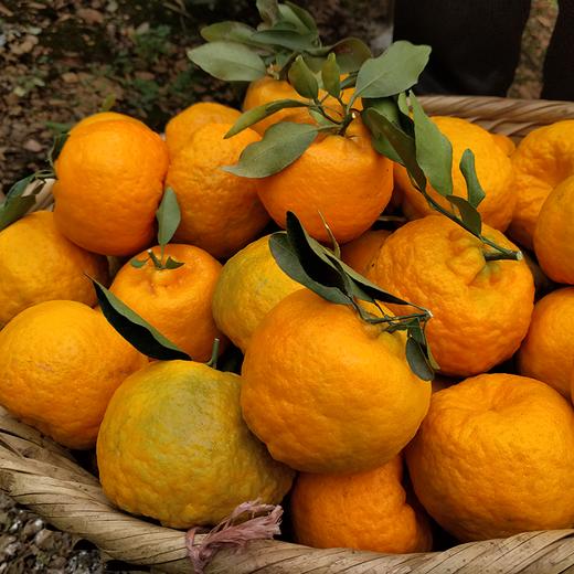 大凉山特产炭山碰柑新鲜柑橘鲜嫩可口椪柑应季水果