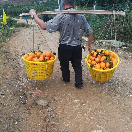 广西纯甜蜂蜜橙 10斤装连箱（约12-20个左右） 商品图8