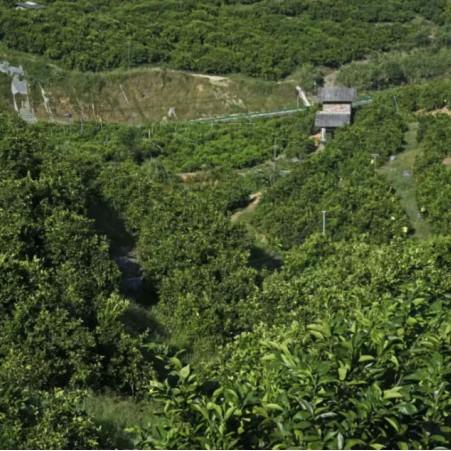 广西纯甜蜂蜜橙 10斤装连箱（约12-20个左右） 商品图6