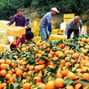 广西纯甜蜂蜜橙 10斤装连箱（约12-20个左右） 商品缩略图9
