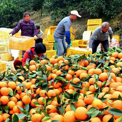 广西纯甜蜂蜜橙 10斤装连箱（约12-20个左右） 商品图9