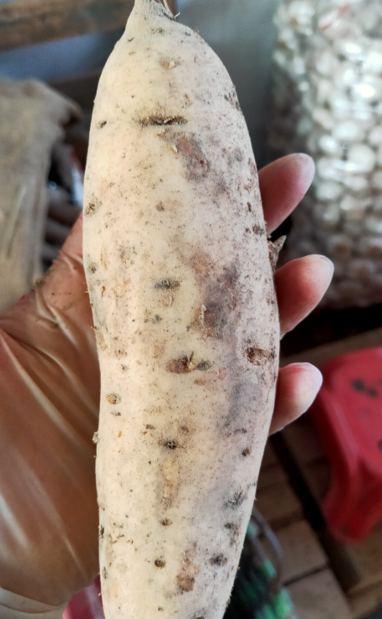 316深山紫心一点红番薯2斤装