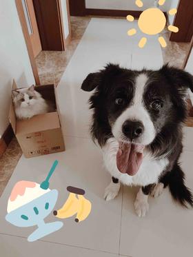 镇店之宝 就是给你们看看 我家神兽 (´▽｀)