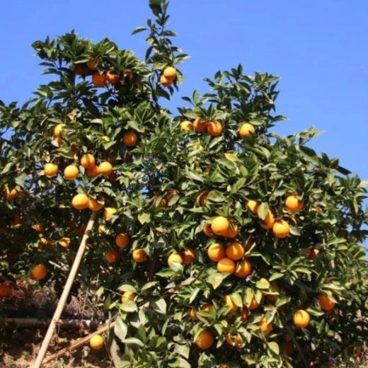 广西纯甜蜂蜜橙 10斤装连箱（约12-20个左右） 商品图7