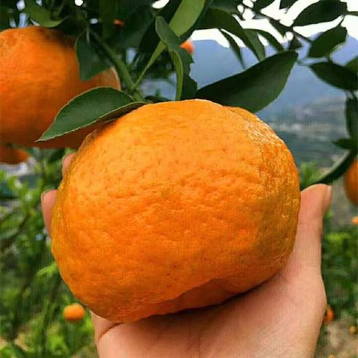 发快递清江椪柑橘