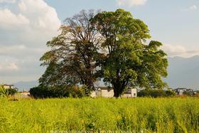  喜洲丨放空时间，稻田边上的咖啡与日落 
