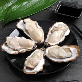 乳山生蚝 5斤装   新鲜水产