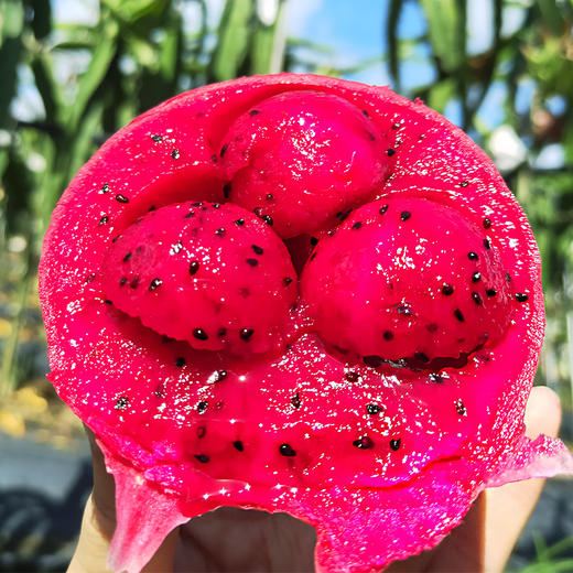 贵州绿色有机红心火龙果5斤装 外形娇艳 果肉鲜嫩可口, 口口香甜,品的