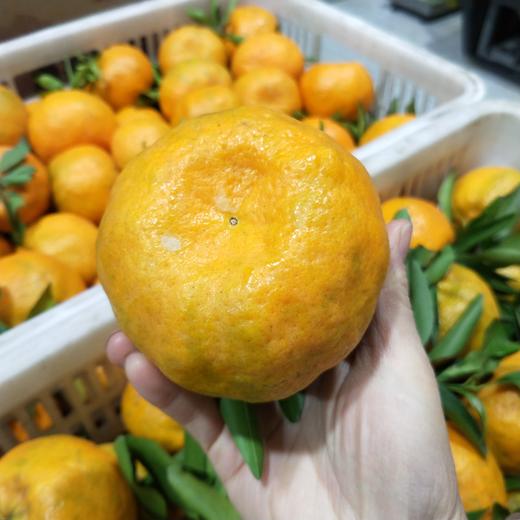 发快递清江椪柑橘