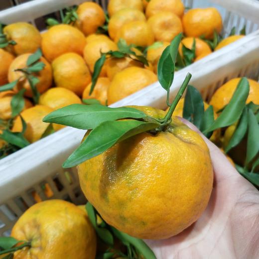 发快递清江椪柑橘