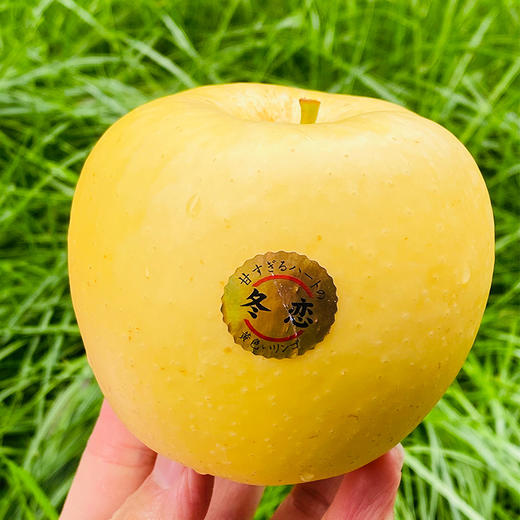 国产青森冬恋苹果果肉和果皮一样的金黄色脆实纯甜香气足接近日本金星