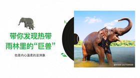 带你发现热带雨林里的“巨兽”