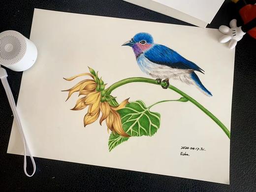 油性彩铅 商品图11