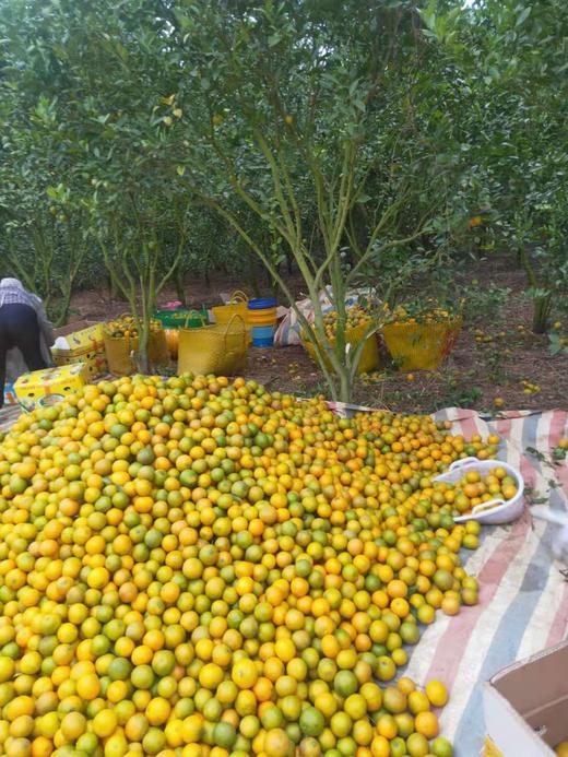 新鲜皇帝柑(抢购价2.28元/斤，口感清甜，5斤一份) 商品图3