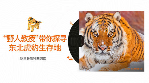 “野人教授”带你探寻东北虎豹生存地 商品图0